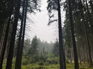 Prodej podílu pole, Nicov, 2230 m2