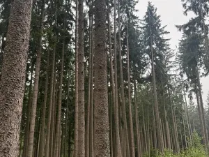 Prodej podílu pole, Nicov, 2230 m2