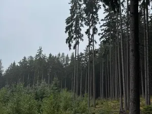 Prodej podílu pole, Nicov, 2230 m2