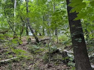 Prodej lesa, Radimovice, 7734 m2