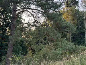 Prodej lesa, Horní Bukovina, 2690 m2