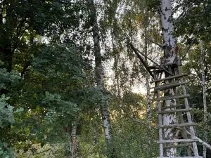 Prodej lesa, Horní Bukovina, 2690 m2