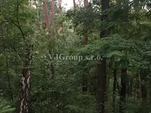 Prodej lesa, Bradlec, 4578 m2