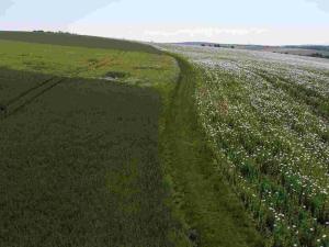 Prodej pole, Bučovice, 3134 m2