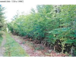 Prodej lesa, Česká Bělá, 18552 m2