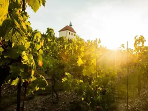 Pronájem obchodního prostoru, Praha - Troja, 315 m2