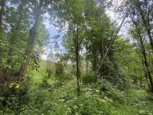 Prodej lesa, Slavičky - Pozďátky, 6551 m2