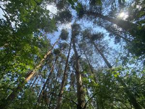 Prodej lesa, Slavičky - Pozďátky, 6551 m2