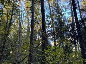 Prodej lesa, Ruda nad Moravou, 21892 m2