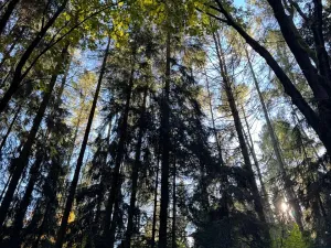 Prodej lesa, Ruda nad Moravou, 21892 m2