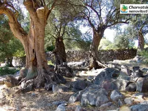 Prodej bytu 2+kk, Lun, Chorvatsko, 70 m2