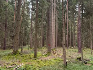 Prodej podílu lesa, Ledenice, 4462 m2