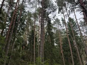 Prodej podílu lesa, Ledenice, 4462 m2