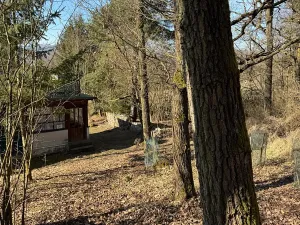 Prodej lesa, Mrákotín, 2434 m2