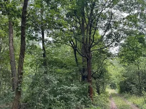 Prodej podílu lesa, Břehy, 2081 m2