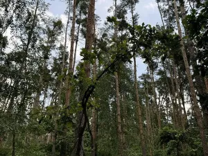 Prodej podílu lesa, Břehy, 2081 m2