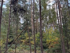 Prodej lesa, Čermná, 9742 m2