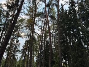 Prodej lesa, Čermná, 9742 m2