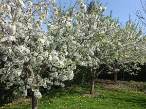 Prodej vily, Svárov, Ptická, 326 m2