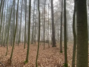 Prodej lesa, Chářovice, 4568 m2