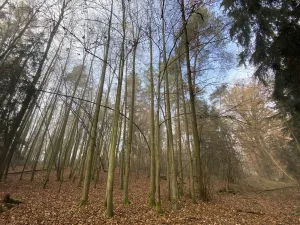 Prodej lesa, Chářovice, 4568 m2