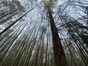 Prodej lesa, Chářovice, 4568 m2