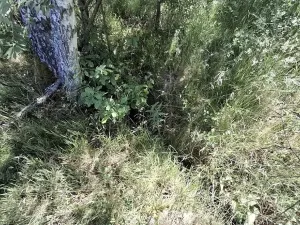 Prodej pozemku, Pomezí nad Ohří, 39941 m2