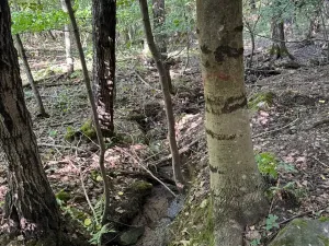 Prodej lesa, Boháňka, 3705 m2