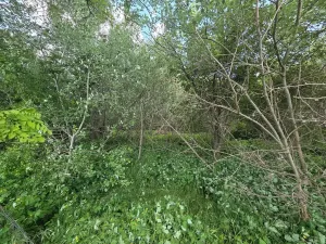 Prodej lesa, Cvrčovice, 4746 m2