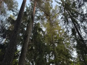 Prodej lesa, Velká Polom, 1538 m2