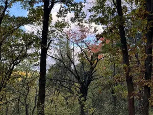 Prodej lesa, Ročov, 4272 m2