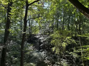 Prodej lesa, Ostrava, 8938 m2