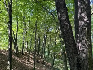 Prodej lesa, Ostrava, 8938 m2