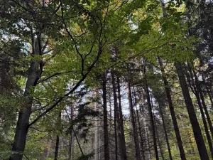 Prodej lesa, Velká Polom, 3922 m2