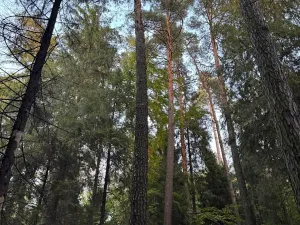 Prodej lesa, Velká Polom, 3922 m2