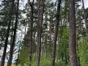 Prodej lesa, Bavorov, 10907 m2