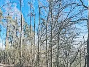 Prodej lesa, Neurazy, 727 m2