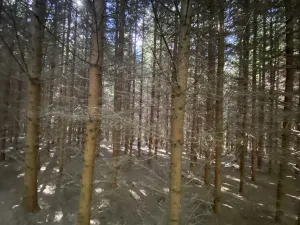 Prodej lesa, Lánov - Horní Lánov, 15278 m2