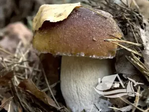 Prodej bytu 2+kk, Bansko, Bulharsko, 55 m2