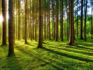 Prodej lesa, Volenice, 84000 m2