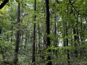 Prodej podílu lesa, Pardubice, 9649 m2