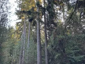 Prodej lesa, Havlovice, 13402 m2