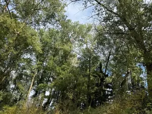 Prodej podílu lesa, Nová Paka, 2049 m2