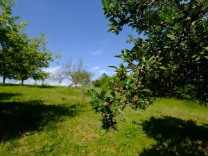 Prodej zahrady, Uherský Brod, 2032 m2