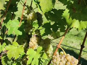 Prodej sadu/vinice, Blučina, 2677 m2