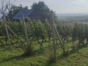Prodej sadu/vinice, Blučina, 2677 m2