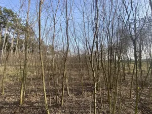 Prodej lesa, Kostelní Lhota, 9438 m2