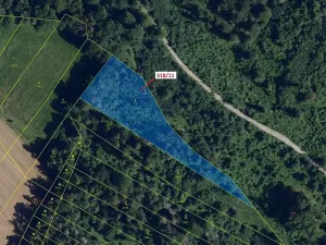 Dražba lesa, Lesní Hluboké, 3838 m2