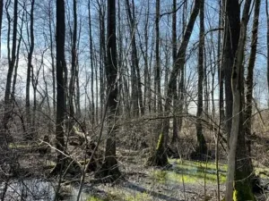 Prodej lesa, Jaroměř, 19276 m2