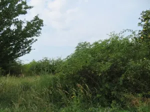 Dražba zahrady, Ploskovice, 23378 m2